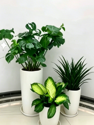 海曙花木租赁经验-宁波绿植租摆批发-鄞州花木租赁服务商-宁波花木租赁费用